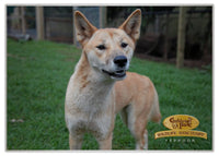 2025 Cooberrie Park Animals Wall Calendar