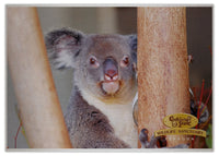 2025 Cooberrie Park Animals Wall Calendar