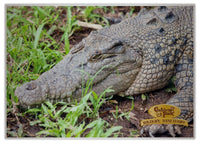 2025 Cooberrie Park Animals Wall Calendar