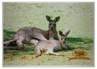 2025 Cooberrie Park Animals Wall Calendar