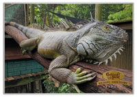 2025 Cooberrie Park Animals Wall Calendar