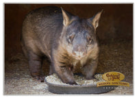 2025 Cooberrie Park Animals Wall Calendar