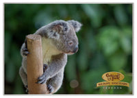 2025 Cooberrie Park Animals Wall Calendar