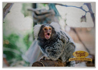 2025 Cooberrie Park Animals Wall Calendar