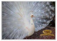 2025 Cooberrie Park Animals Wall Calendar