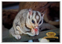 2025 Cooberrie Park Animals Wall Calendar