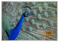 2025 Cooberrie Park Animals Wall Calendar