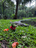 Cooberrie Park and Dinosaur Park Soft Toys