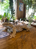 JEKCA Building Blocks