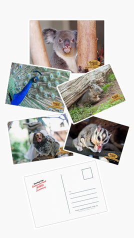 Animal Postcards