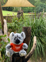 
              Cooberrie Park Koala
            